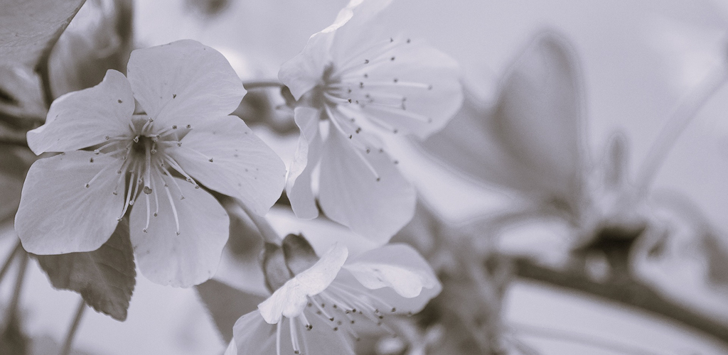 Hommage à Alex Pons